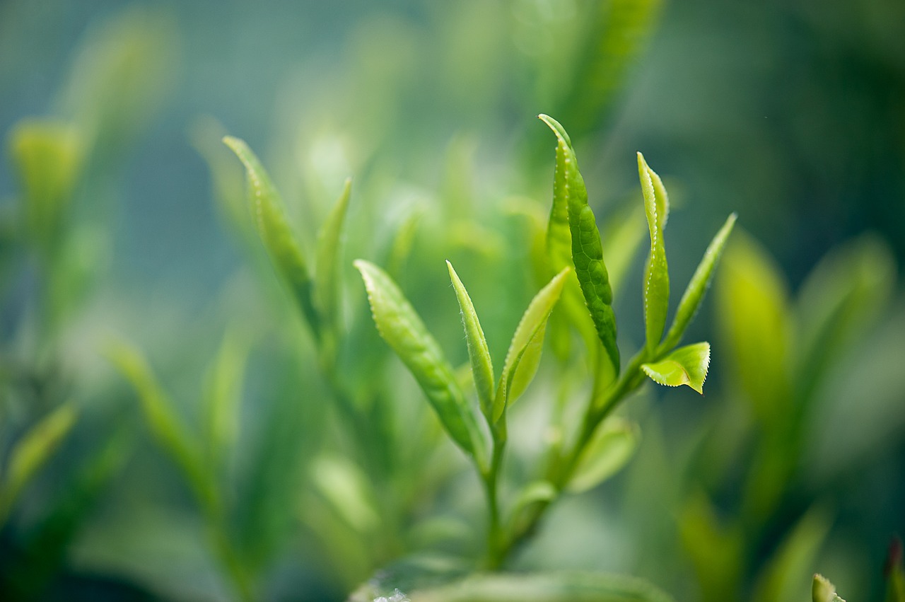 tea-2657301_1280