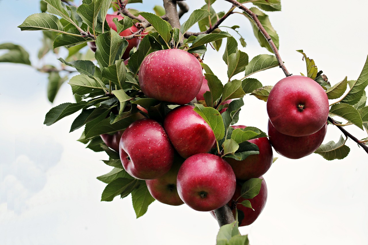 apple-2788599_1280